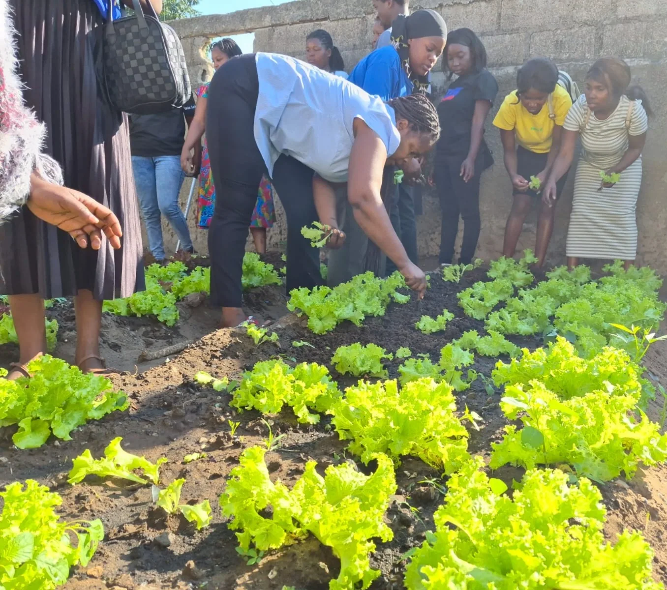 Young people tending a lettuce garden