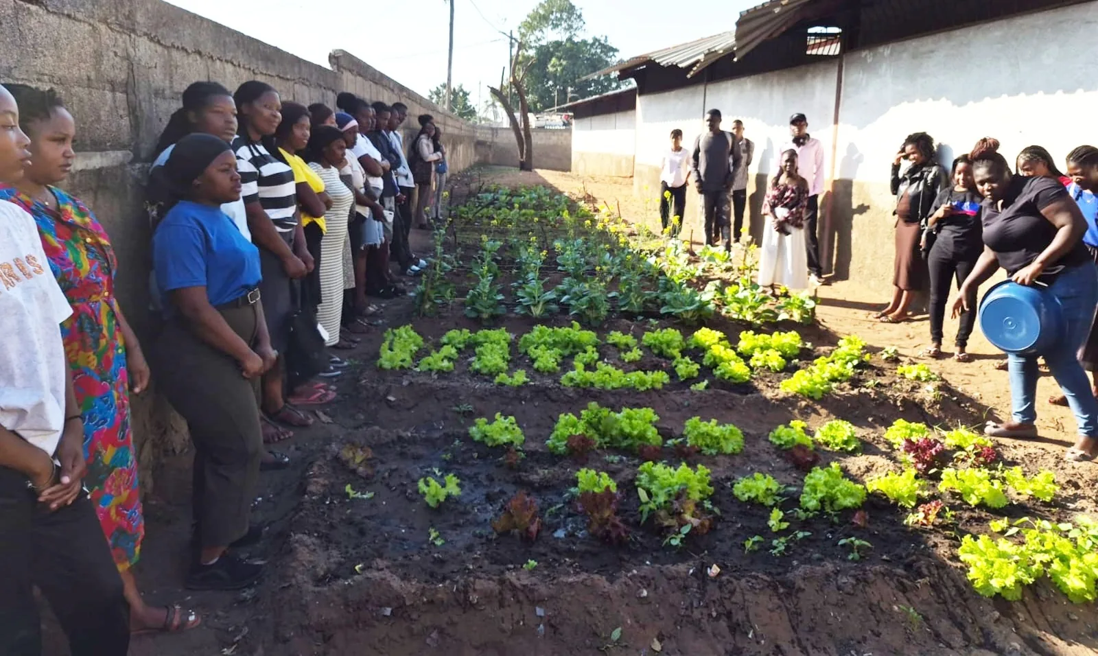Jovens ao longo de canteiros de hortícolas