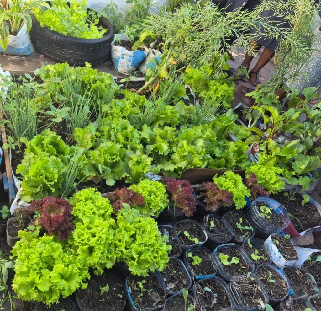 Vegetables growing in bags and garden beds