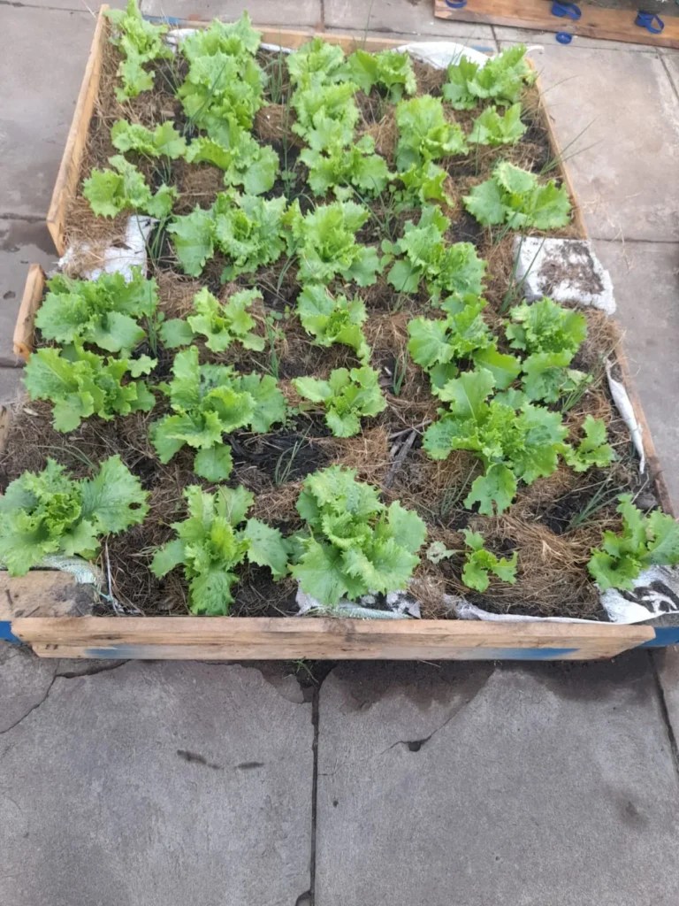 Tray of lettuce seedlings ready for transplanting